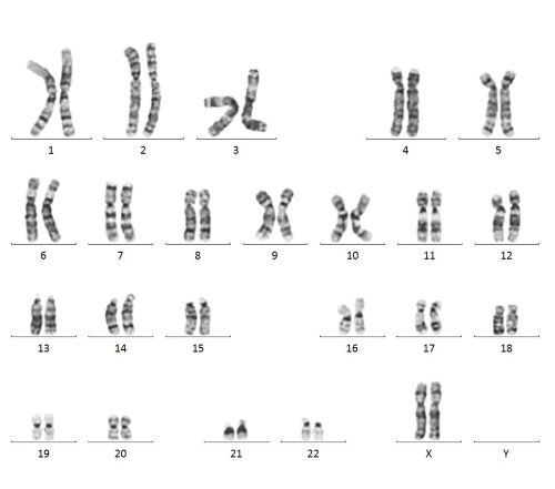 StemFit® Technical Tips 2 with STEM-CELLBANKER | AMSBIO