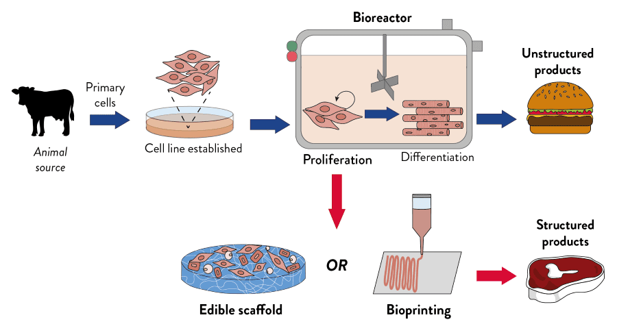 Cultured Meat Products | AMSBIO