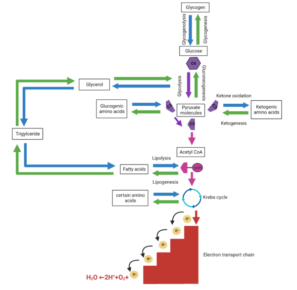 Post Krebs Cycle Pathways | AMSBIO