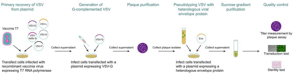 Vesicular Stomatitis Virus (VSV) Packaging | AMSBIO